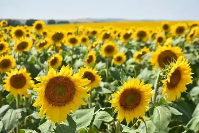 Trakya Birlik'ten ayçiçek yağı açıklaması: Fiyatlar pandemi nedeniyle arttı