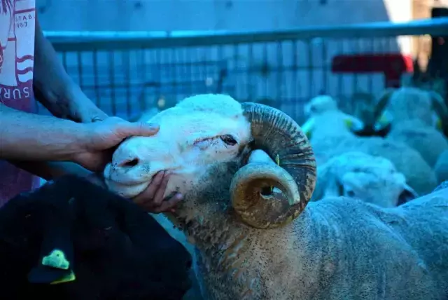 Kurban Bayramı öncesinde gözde oldu! 130 kilo ağırlığındaki Koç Pablo, 8 bin TL'den satılıyor