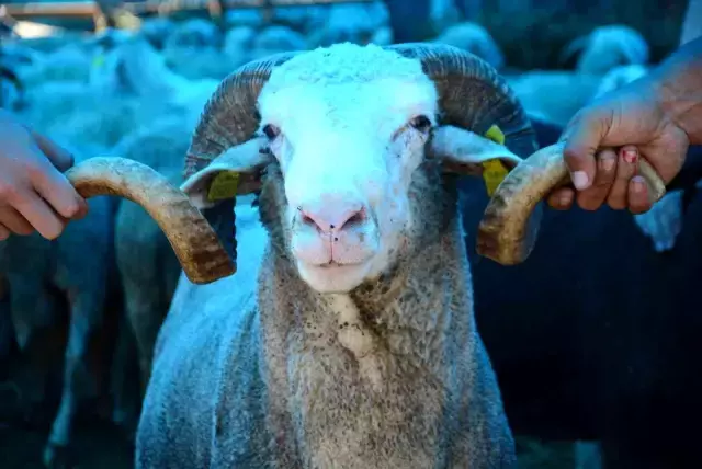 Kurban Bayramı öncesinde gözde oldu! 130 kilo ağırlığındaki Koç Pablo, 8 bin TL'den satılıyor