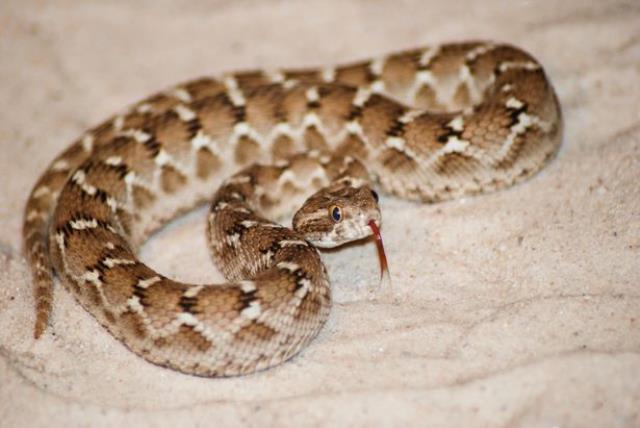 Torunları Türkiye'de yaşayan dünyanın en zehirli yılanı yuvasından çıktı