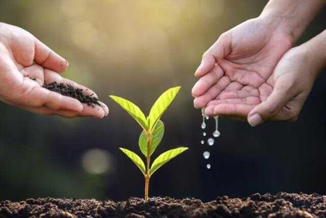 Rüyada ağaç dikmek ne anlama geliyor? Rüyada fidan dikmek, saksıya ağaç dikmek, kuru ağaç diktiğini görmek ne demek?