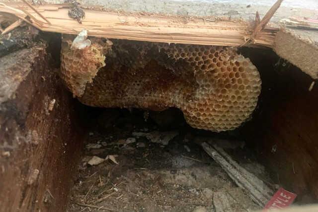 Duvardan ve yerden bal fışkırdı! Genç çift evlerinden 20 çuval bal peteği çıkardı Duvardan ve yerden bal fışkırdı! Genç çift evlerinden 20 çuval bal peteği çıkardı