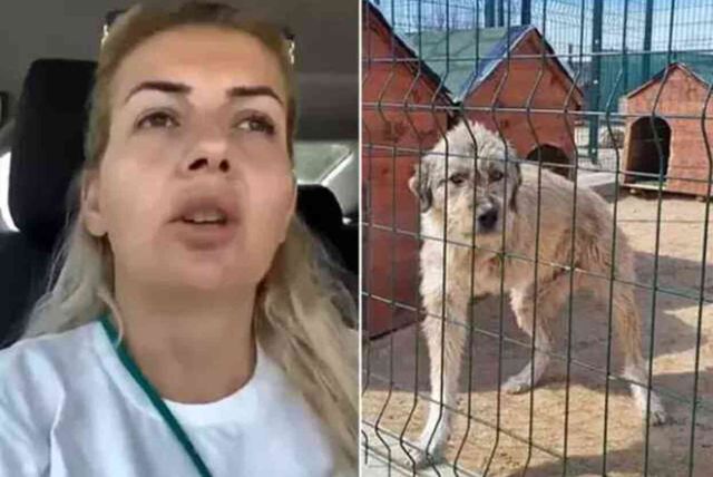 Kuduz köpekleri Ankara'ya taşımıştı! Hayvanlar için para toplayan kadın emlak zengini çıktı