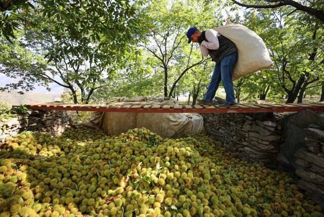 Bu iş için belini kıranlar, kör olanlar var! Kestane hasadında çalışan işçiler 600 lira yevmiye alıyor