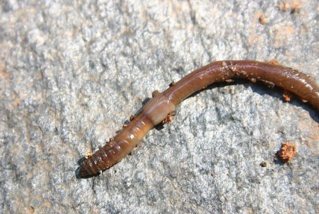 Kabus 1948'de başladı, şimdi koskoca ülke alarmda! Dışkıları taş duvarı bile deviriyor