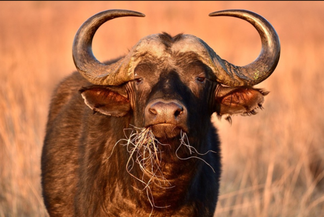 ABD'li milyarder avcı, 1.5 tonluk buffalo tarafından öldürüldü