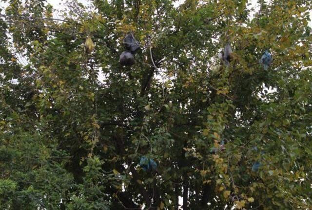 Pes dedirten görüntü! 4. kattan atılan çöp poşetleri, dut ağacını çöplüğe çevirdi