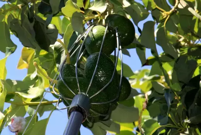 'Hırsızların gözdesi' avokado da hasat başladı: Kilosu 40 TL