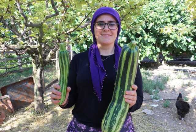 70 santim uzunluğundaki kabak, görenleri şaşkına çevirdi