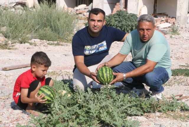 Deprem enkazında yetişen kavun ve karpuzlarına hasasına başlandı