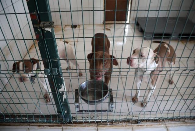 Pitbull cinsi 3 köpek belediyeye ait kedi evine girdi, ortaya çıkan tablo çok ağır oldu