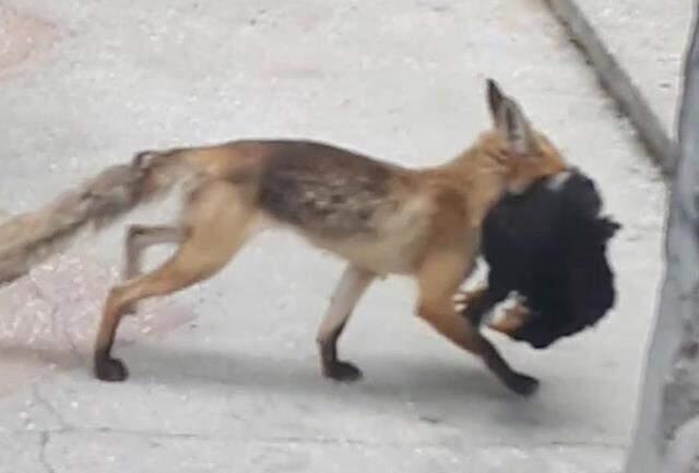 Aç kalan tilki şehre indi, avladığı tavuğu kaçırırken böyle görüntülendi