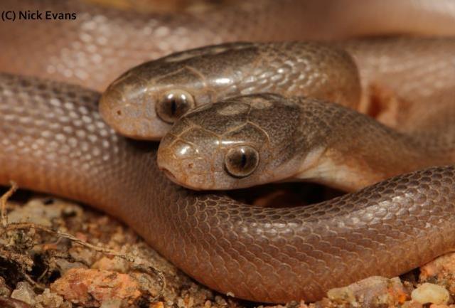 Yılan ihbarı aldığı eve giden adam, gördüğü manzara karşısında küçük dilini yuttu