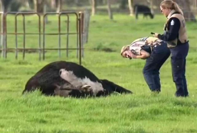 Avustralya'da 25 inek, çayır alanında gizemli bir şekilde öldü