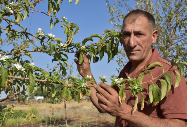 Ağustos ayında üreticiyi tedirgin eden manzara: Çok garip bir durum