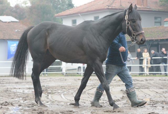 Yavruları 25 milyon dolar kazandıran efsane tay Türkiye'ye getirildi