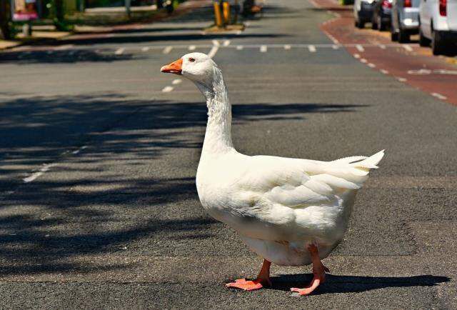Rüyada kaz görmek ne demektir? Rüyada kaz görmek ne anlama gelir?