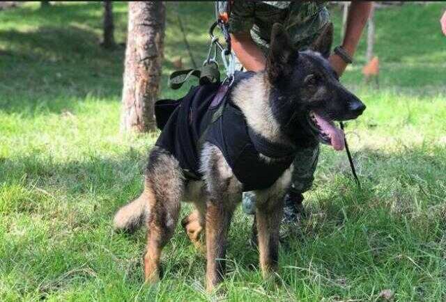 Meksikalı arama-kurtarma köpeği Proteo, yaşlılık nedeniyle hayatını kaybetmiş