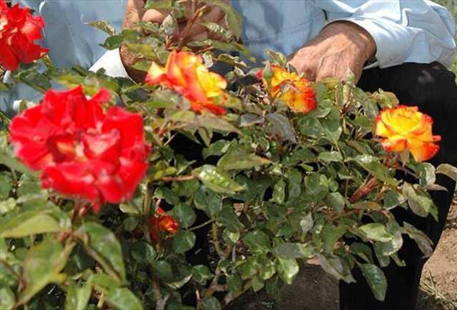 Hıdırellez ne zaman? Hıdırellez nedir? Hıdırellez nasıl kutlanır?