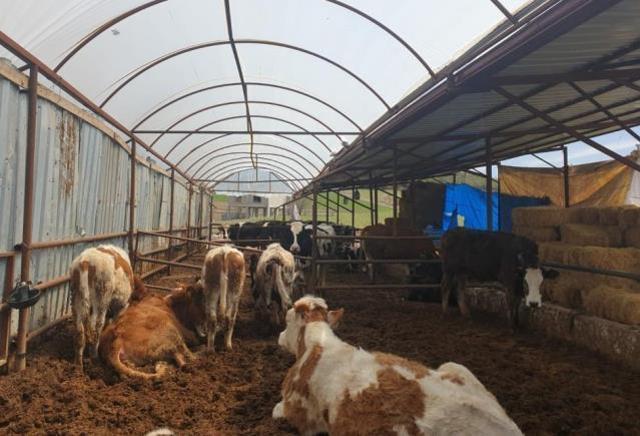 Şap hastalığı nedeniyle 7 mahalleye giriş çıkışlar yasaklandı