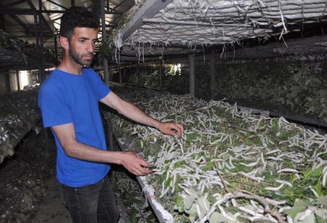 Tütüne alternatif olarak girdikleri ipek böceğinden bir ayda 1 milyon TL kazandılar