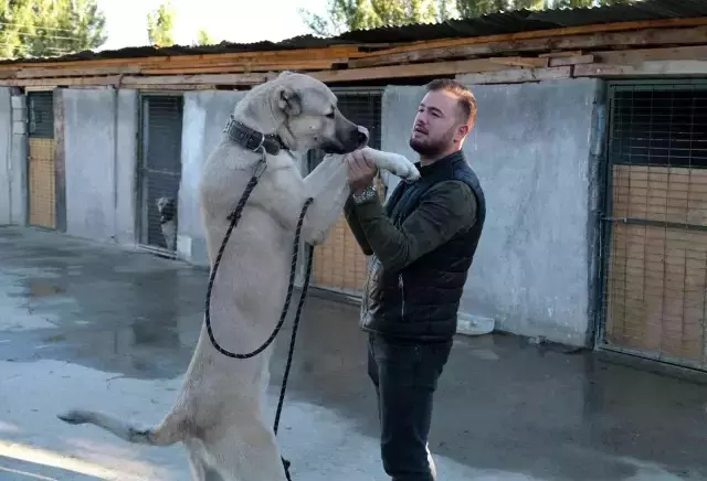 Bu çiftlikte özel olarak yetiştirilen köpeklerin fiyatı 750 bin TL'ye kadar çıkıyor