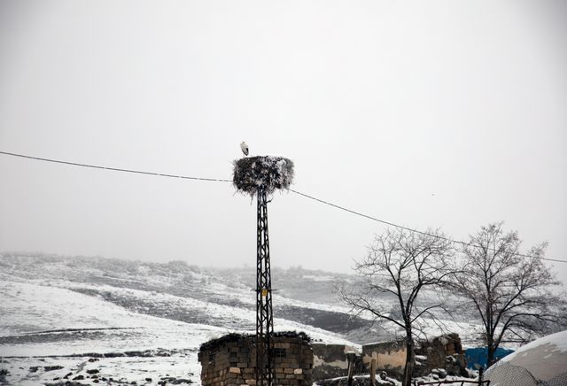 Bitlis'te köye yuva yapan leylek bu yıl da göç etmedi