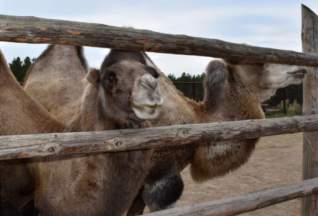 Deve eti kaç TL? Deve eti ucuz mu, pahalı mı?