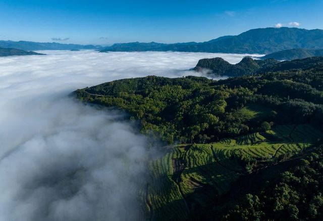 Çin'in Yunnan Eyaletinden Antik Çay Ağaçlarının Korunmasıyla İlgili Yeni Düzenleme