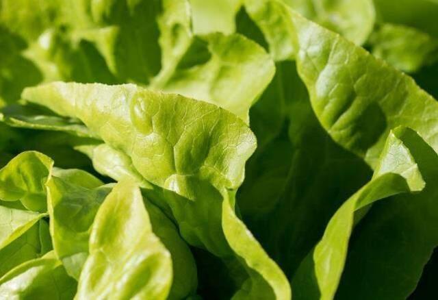 Rüyada marul görmek ne demektir? Rüyada marul görmek ne anlama gelir?