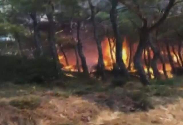 Son Dakika! Heybeliada'da yerleşim yerlerine yakın noktada yangın çıktı, bölgeye itfaiye ekipleri gönderildi