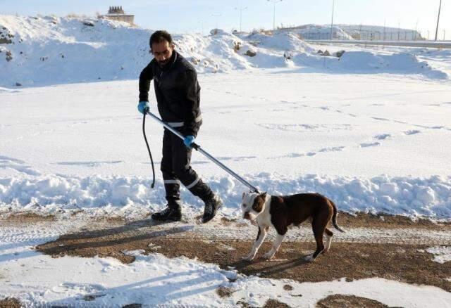Sahipsiz pitbull ekipleri harekete geçirdi! Uzun uğraşlar sonucu iğne ile sakinleştirildi
