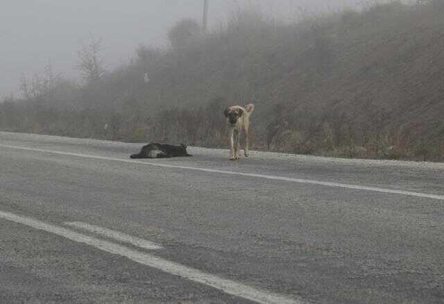 Sokak köpeği, ölen köpeğin başında 1 hafta bekledi