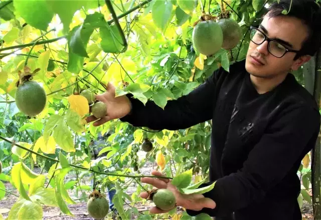 Ekeni zengin ediyor! Bir fidanı 10 yıl meyve veriyor, kilosu 100 TL'den satılıyor