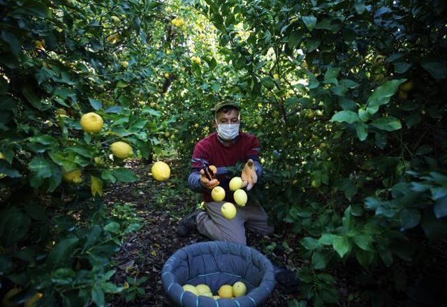 Narenciye sektörü, bahçe ile market arasındaki yüksek fiyat farkından şikayetçi