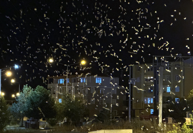 Ardahan'da sineklerin 'ölüm dansı' başladı