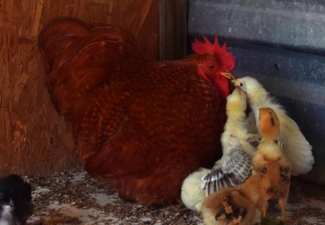 Anneleri köpek tarafından öldürülen civcivlere sahip çıkan horoz, göz yaşarttı