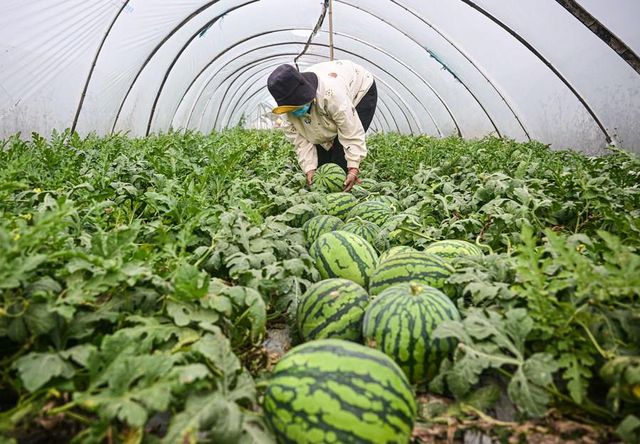 Çin'in Hainan Eyaletinde Meyve ve Sebze Hasadı Başladı