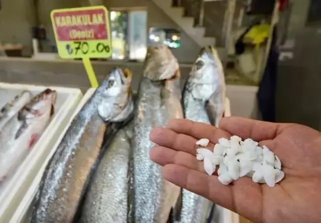 Şifalı olduğuna inanılıyor! Balık 70, kafasındaki taş 600 lira