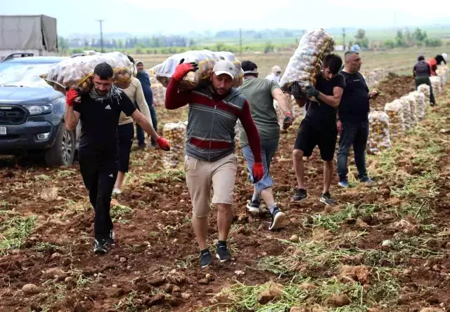 Hasat başladı, aylık kazançları 100 bini buluyor