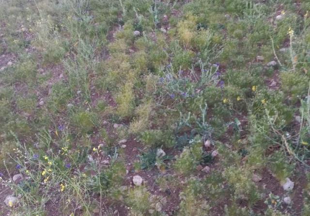 Elbistan'a ilk kez kimyon ekildi! Susuz yetişiyor ve kilosu 100 liradan satılıyor