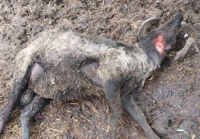 Tel örgüleri parçalayıp ağıla giren ayı resmen kıyım yaptı