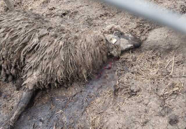 Tel örgüleri parçalayıp ağıla giren ayı resmen kıyım yaptı