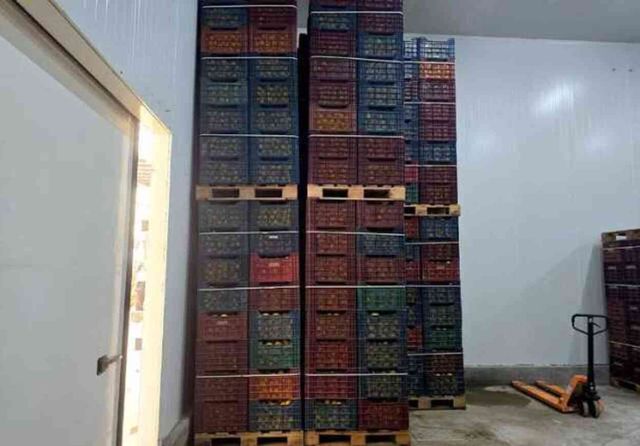 Mersin'de HKS'ye kayıt edilmeyen 380 ton limon tespit edildi