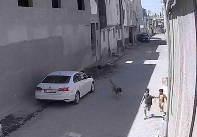 Köpekler sokağın korkulu rüyası oldu! Hem evlatlarını hem de saldırıya uğrayan çocukları korumaya çalıştı
