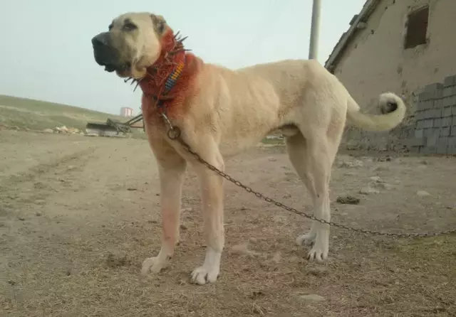 Kangal köpeği - güçlü ve koruyucu yapıda