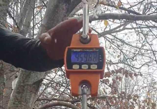 Tarlaları talan ediyordu! Bakanlıktan izin alıp 459 kiloluk domuzu avladılar