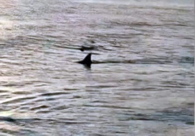 Muğla'da kıyıya 3 metre mesafede köpek balıkları görüntülendi