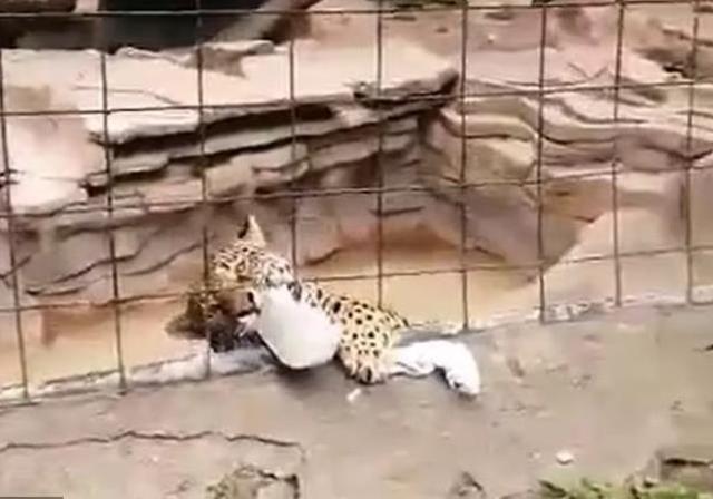 Fotoğraf çekmek jaguar kafesine atlayan çocuğun ayağı parçalandı