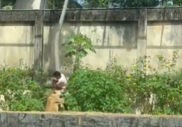 Tutkusu sonu oldu! 6 metrelik duvarı aşıp aslan kafesine girdi, sonrası facia